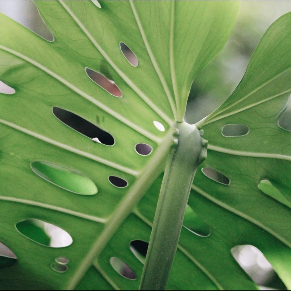 Meet your Posher, Shyloe